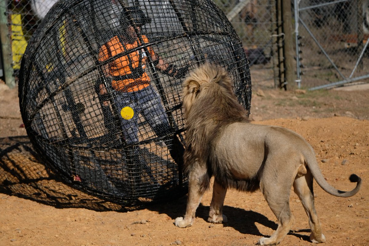 ItsMohitMalik's tweet photo. Never thought I would get a chance to encounter these beautiful species on a one to one basis..thank you #KKK12 for giving me this once in a lifetime opportunity..the entire experience was surreal.. #KhatronKeKhiladi12 #ManVsWild #LionStunt #MeVsLions @ColorsTV @EndemolShineIND https://t.co/5UatIJja50