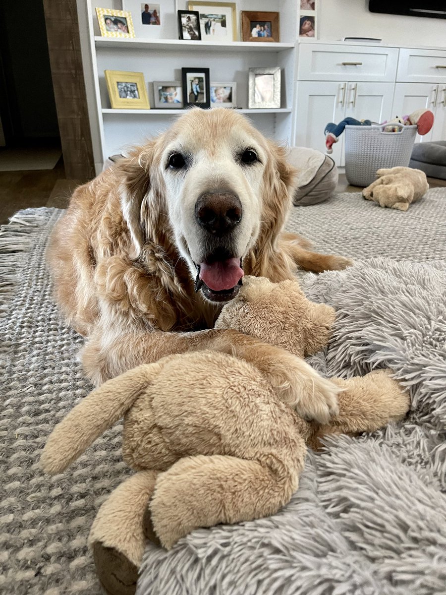 LisaDRomero's tweet photo. Happy Saturday 🐶❤️#almost13 #goldensoftucson https://t.co/3aDBU6uAwF