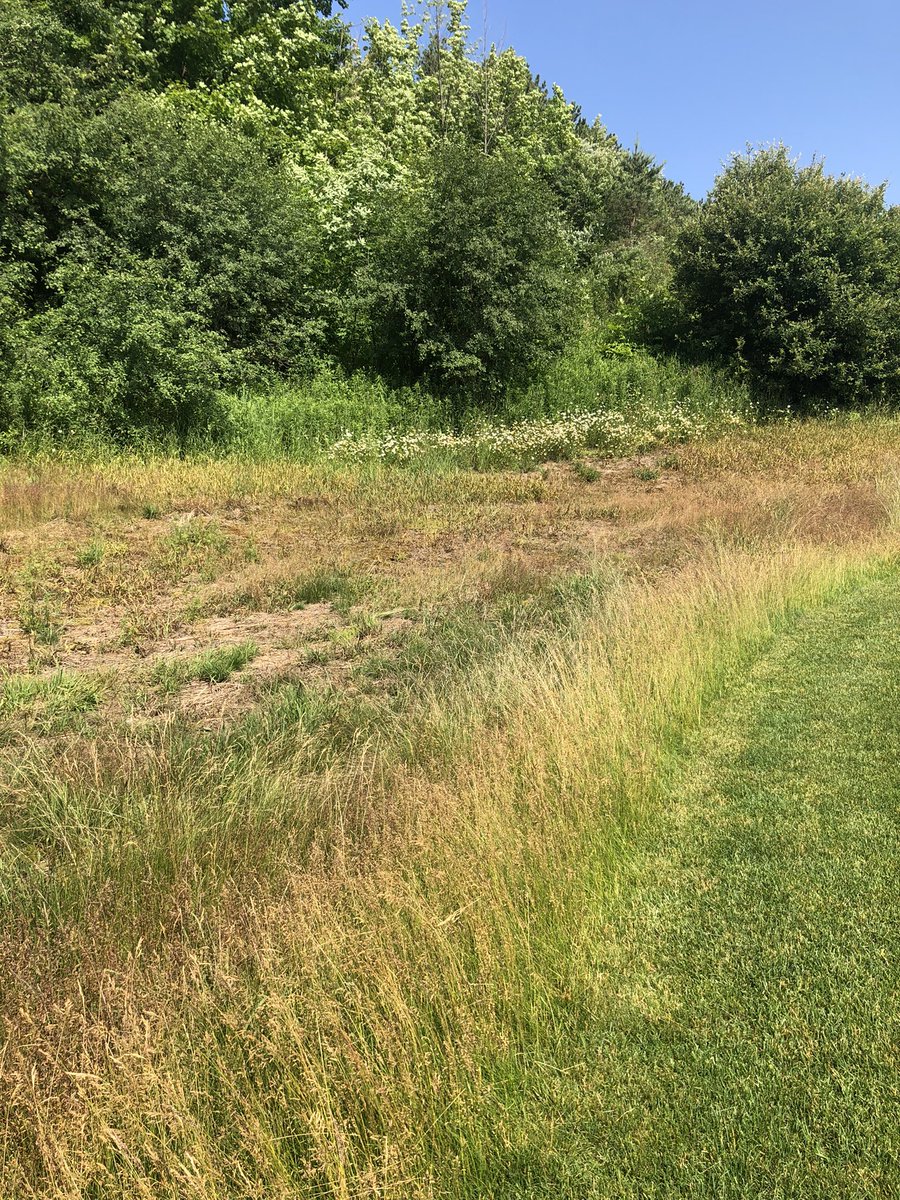 Fescue starting to pop in this drought !! Knocking back native with herbicides and modifying directional heads. Keep the rain away