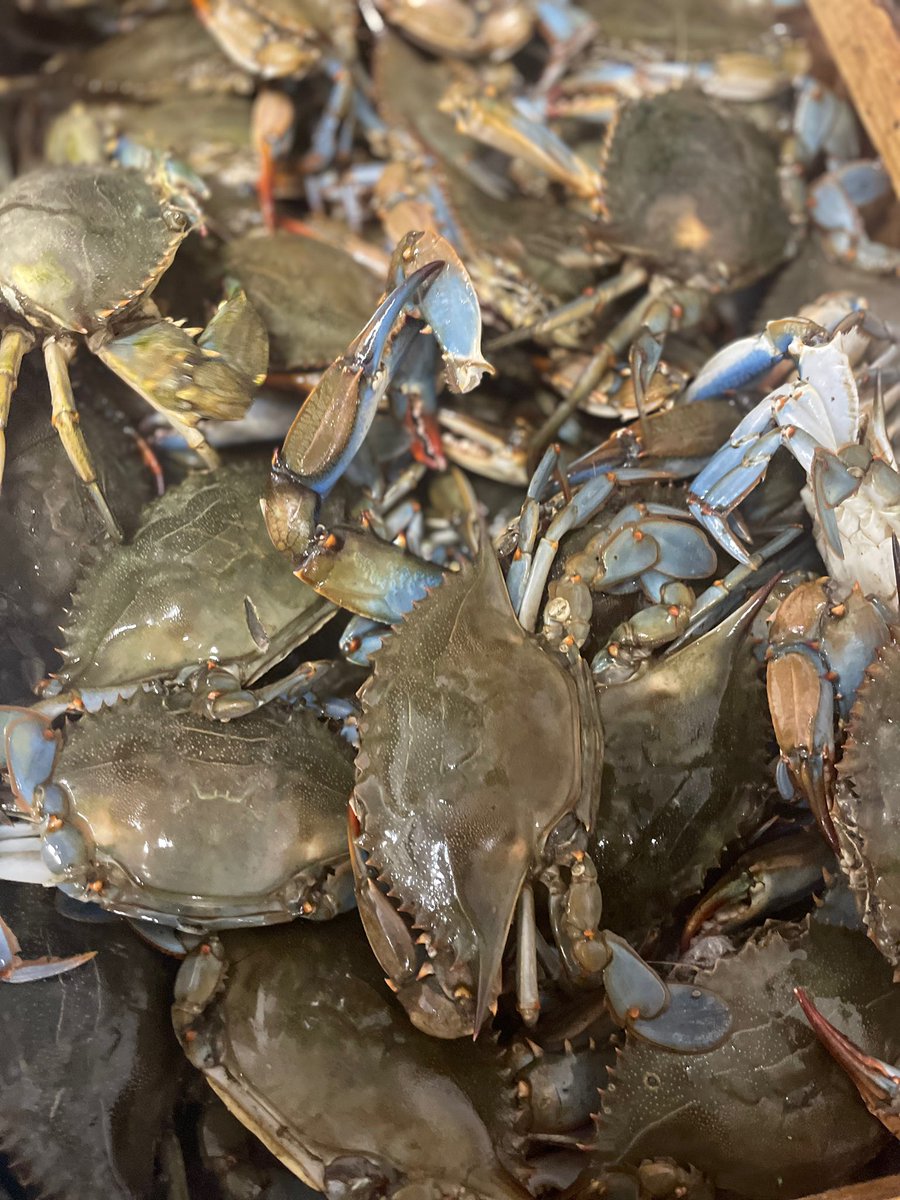 Tarpon Dock Seafood Market tweet media