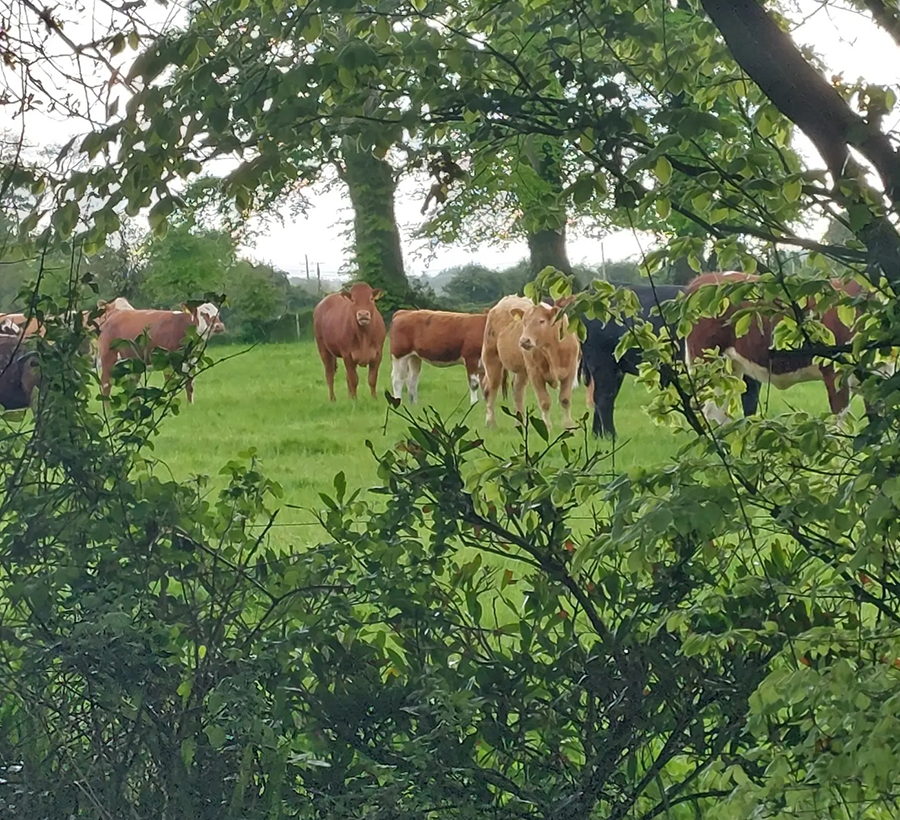 teagasc's tweet photo. The second prize winner of the Teagasc Beef Photo Competition was Elodie Gill, Clonbullogue, Co. Offaly. Elodie snapped the photograph through a hedge while out on the farm one day & submitted it when she saw the competition. More at https://t.co/JxWPQNYiaq #BEEF2022 @TeagascBeef https://t.co/lKn75Vc5lK