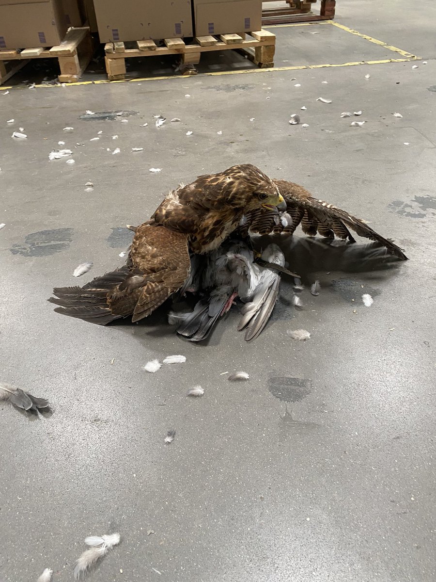fauconnerie's tweet photo. Effarouchement régulation pigeons un travail d’équipe #fauconnerieteam https://t.co/bLRaRg2WEC