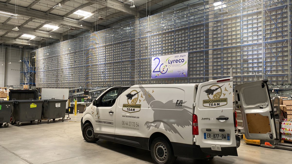 fauconnerie's tweet photo. Effarouchement régulation pigeons un travail d’équipe #fauconnerieteam https://t.co/bLRaRg2WEC