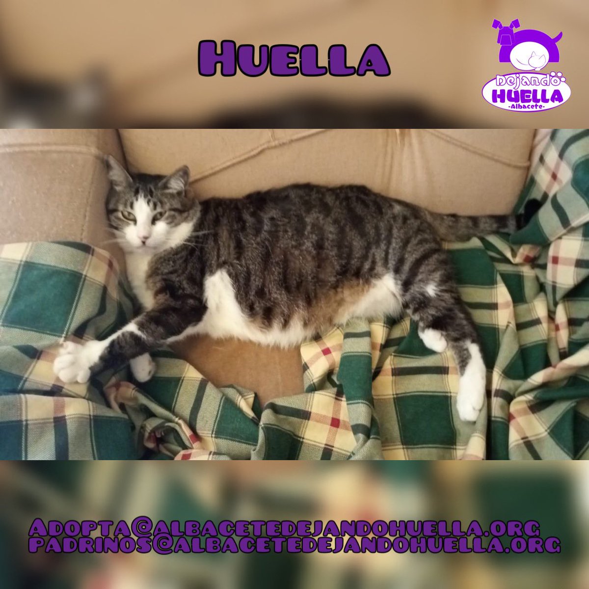 DejandoHuellaAB's tweet photo. Huella se queda así de a gusto en el sofá, parece que le gusta muy poco moverse y en parte ahora lo entendemos, con este calor no apetece mucho estar de aquí para allá.
Si quieres adoptar a nuestra Huella escribe un correo a adopta@albacetedejandohuella.org. (+) https://t.co/fkkHs6g6DY