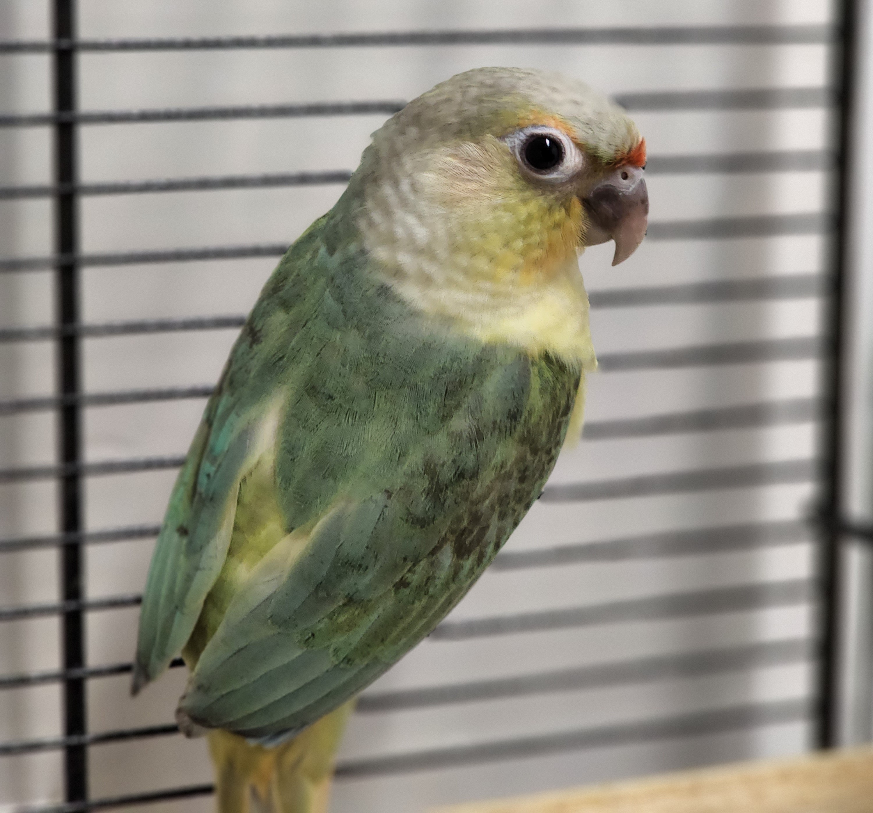Moon clearance cheek conure