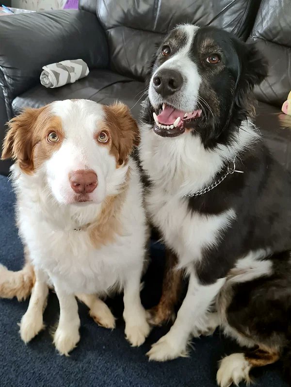 URGENT, please retweet to help Diddly and Wolfie find a FOSTER OR FOREVER HOME #SUSSEX #UK 

Bonded pair,  aged 2 and 3. Sadly available due to a bereavement. They get on well with children. 
Please contact the shelter for info

CONTACT👇
arundawndogrescue.co.uk
#Collies #dogs