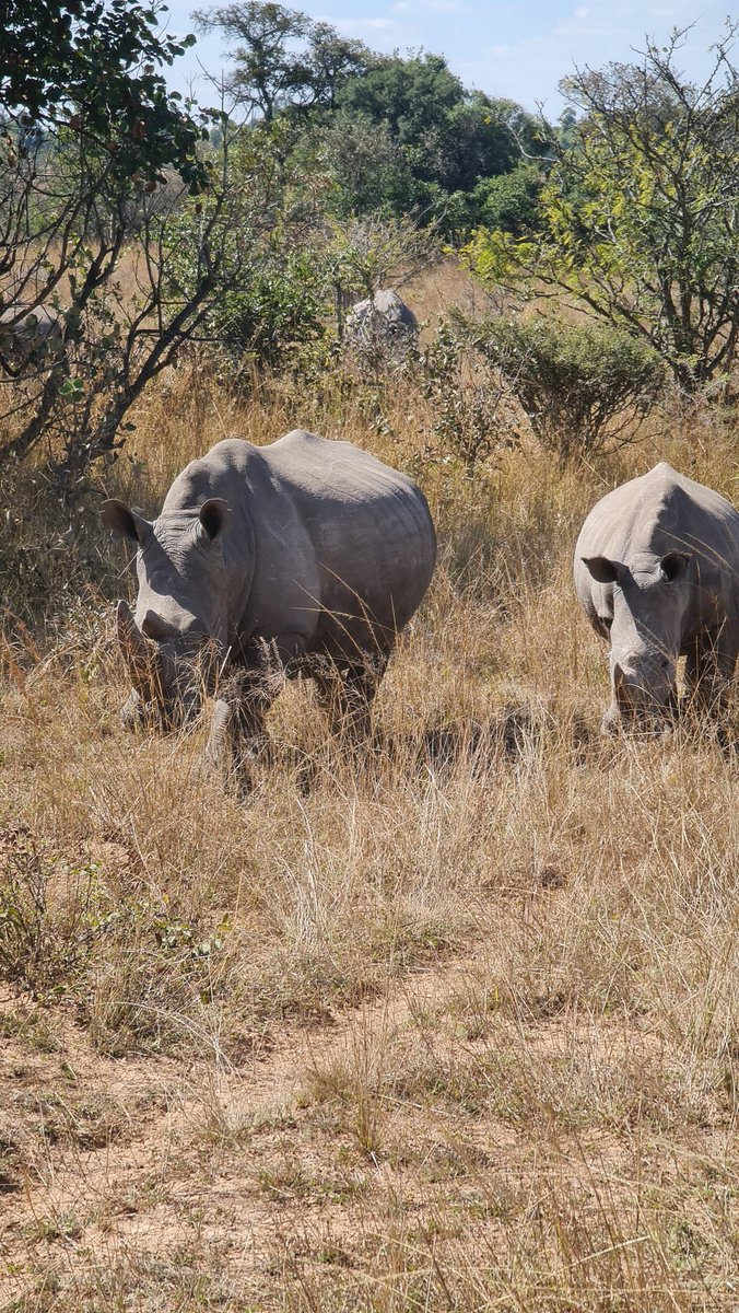 BigJeff___'s tweet photo. Travel Zim @PTChimusoro #Imire https://t.co/eiD2menMXn