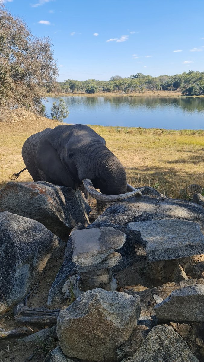 BigJeff___'s tweet photo. Travel Zim @PTChimusoro #Imire https://t.co/eiD2menMXn