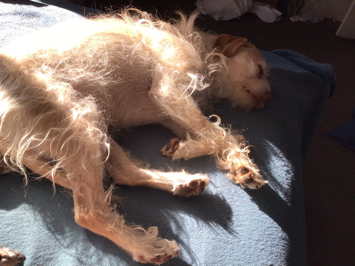 WhoDatLuvDat's tweet image. My pups got their summer grooming today! So incredibly cute! Fussy boy Lewey before his grooming! I love my Lewey and Cami!