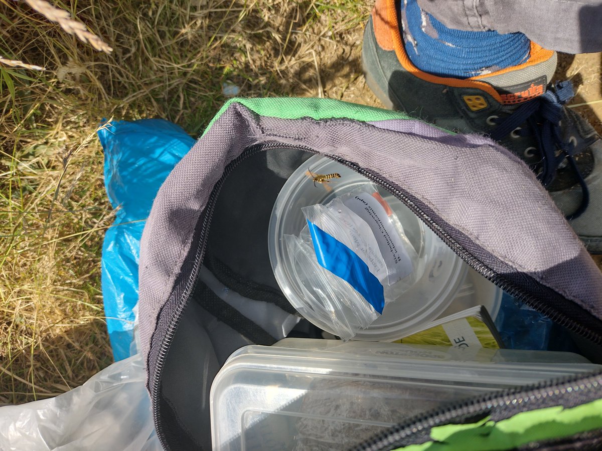 DeeLau1's tweet image. 1/2 Whilst having a ☕ break because it was 🥵 this Six-belted Clearwing was drawn to the pheromone stored in Mike's bag (zoom in!). What a creature! @EcoRecording @RowleyFriends @WTBBC