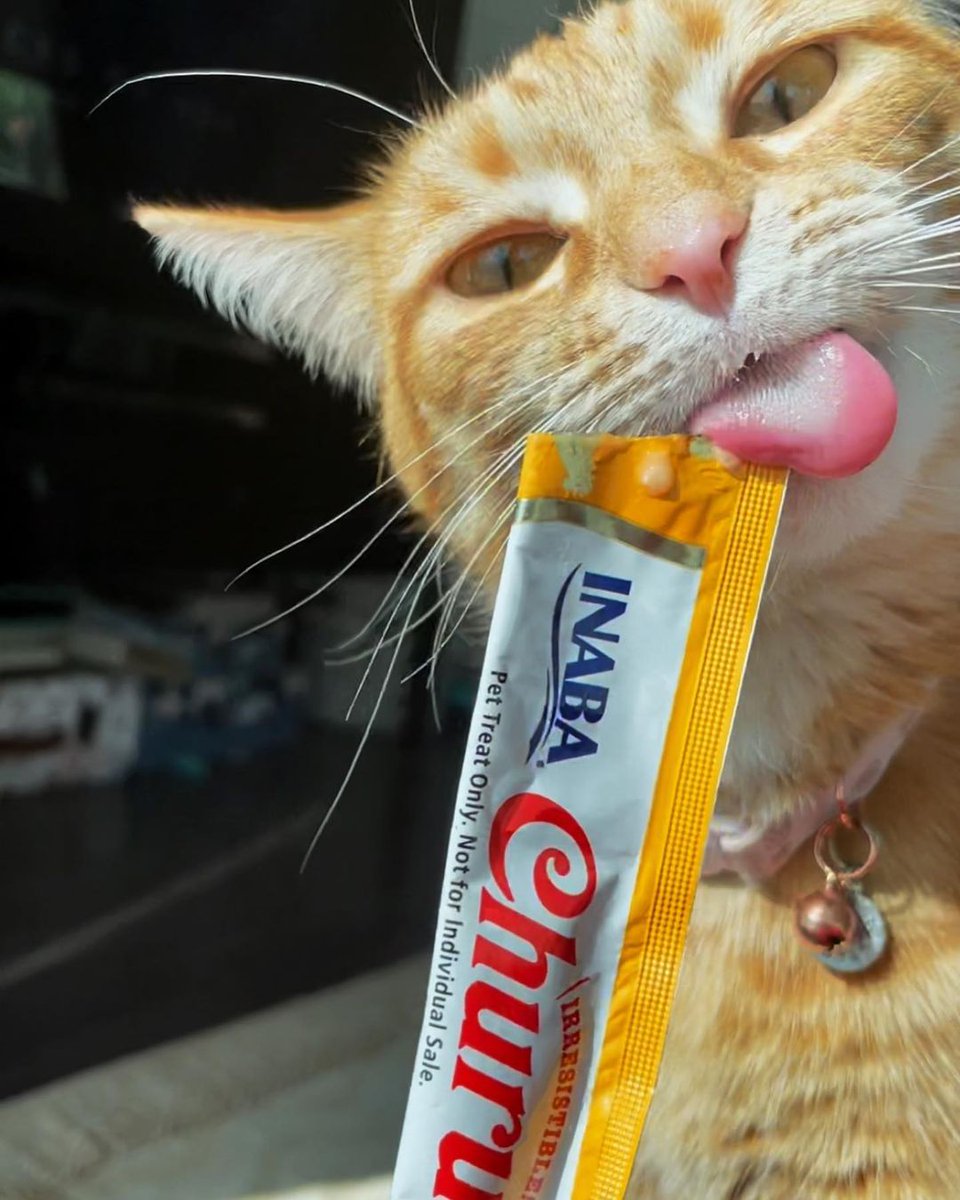 InabaChuru's tweet photo. We hope everypawdy gets outside today and tastes the sunshine๐๐๐
๐ธ: ohsweetcheet on IG
#churucaturdays #churulover #treatsplease #happycaturday #gingerfloof #gingercats https://t.co/DmQHNBIB27