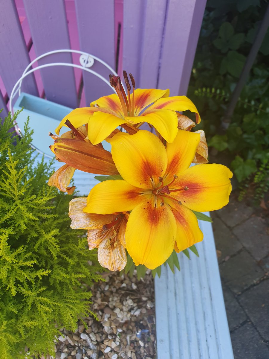 Sylvieface's tweet photo. Sunny day in Cedars ward garden
#teamcedars @PennineCareNHS #penninecarepeople https://t.co/a596D2pz0K