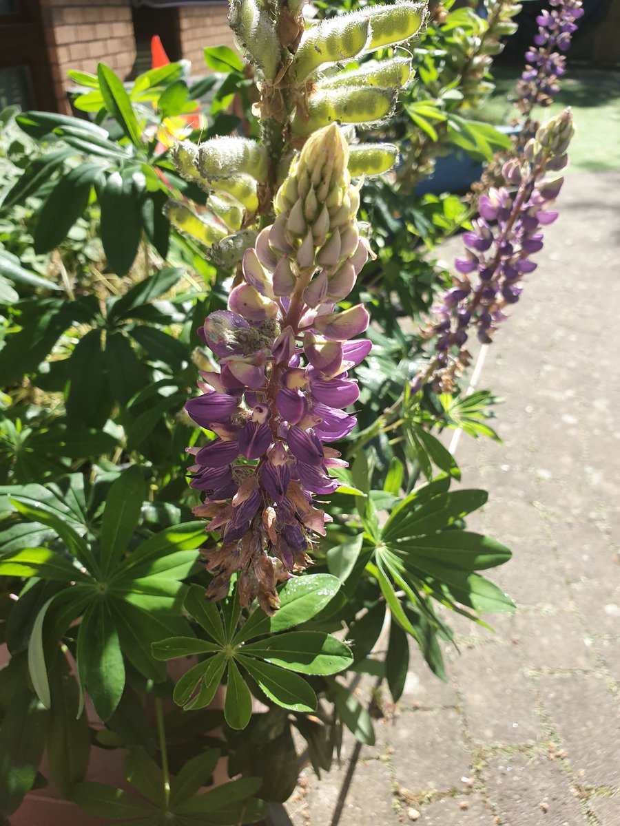 Sylvieface's tweet photo. Sunny day in Cedars ward garden
#teamcedars @PennineCareNHS #penninecarepeople https://t.co/a596D2pz0K