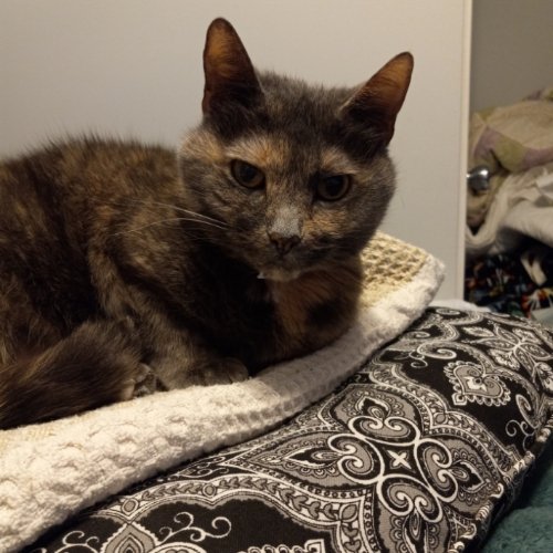 JudithFISK19's tweet photo. Shadow says have an awesome, puuurrrfect weekend!! https://t.co/WxZvLcE1Kg