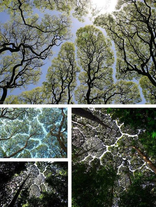 The exact physiological basis of crown shyness is not certain. The phenomenon has been discussed in scientific literature since the 1920s. A prominent hypothesis is that canopy shyness has to do with mutual light sensing by adjacent plants [read more: ow.ly/xZoc30mEVnL]