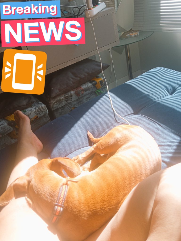 _Krolina_Ana's tweet photo. Meu cachorro recarregando a bateria pra ficar a noite pulando,reclamando e querendo brincar de bolinha às 3 da manhã kkkk
@salsichinhas @freddy_doguito #salsichas #recarregando https://t.co/LKf36L4uec