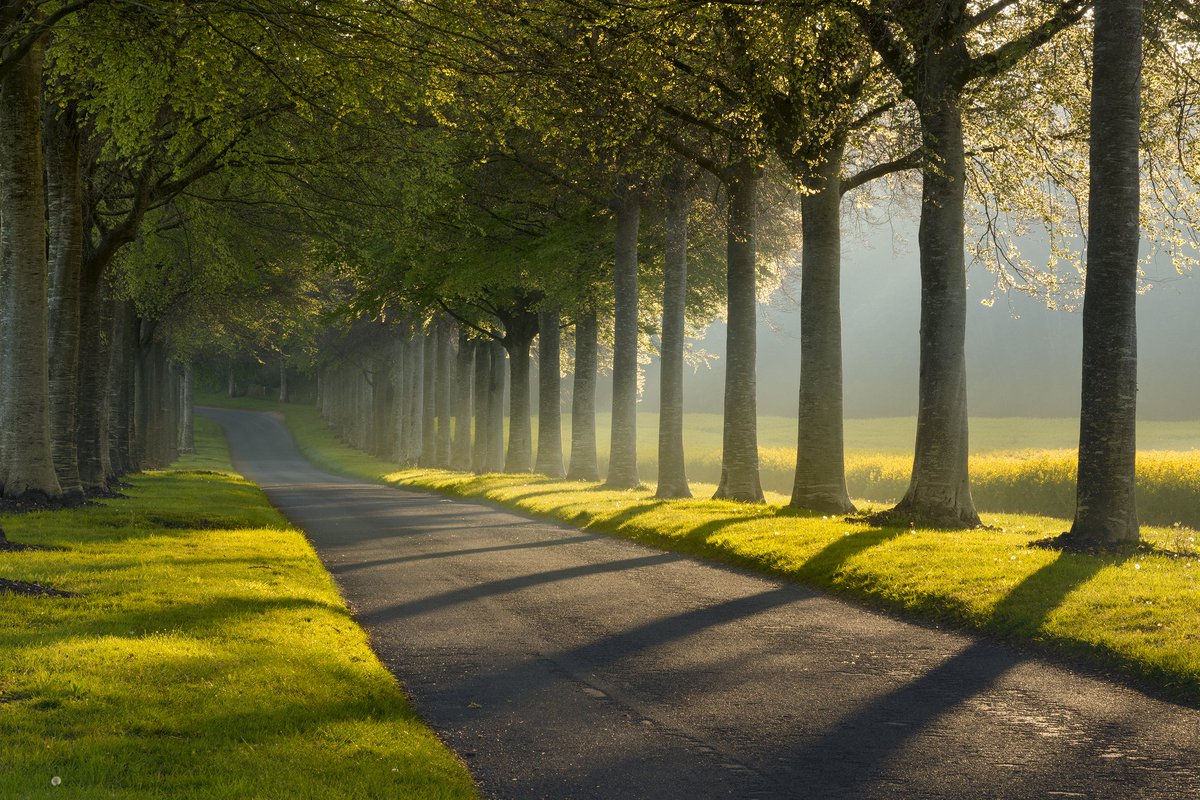 Moor Crichel Alley #dPSWeeklyChallenge #dPSGoldenHour #nikonphotography #NikonD7200 #Dorset #trees #Sunlight #SIGMA #morning #goldenhour