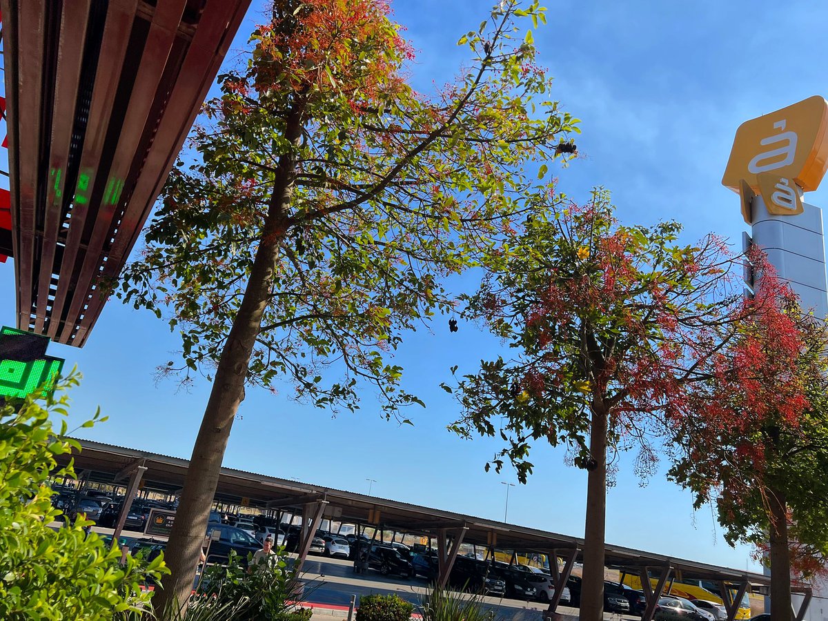 ionztomo16's tweet photo. #areasur #jerez #fotos #perspectiva https://t.co/qYGV0UrO1t