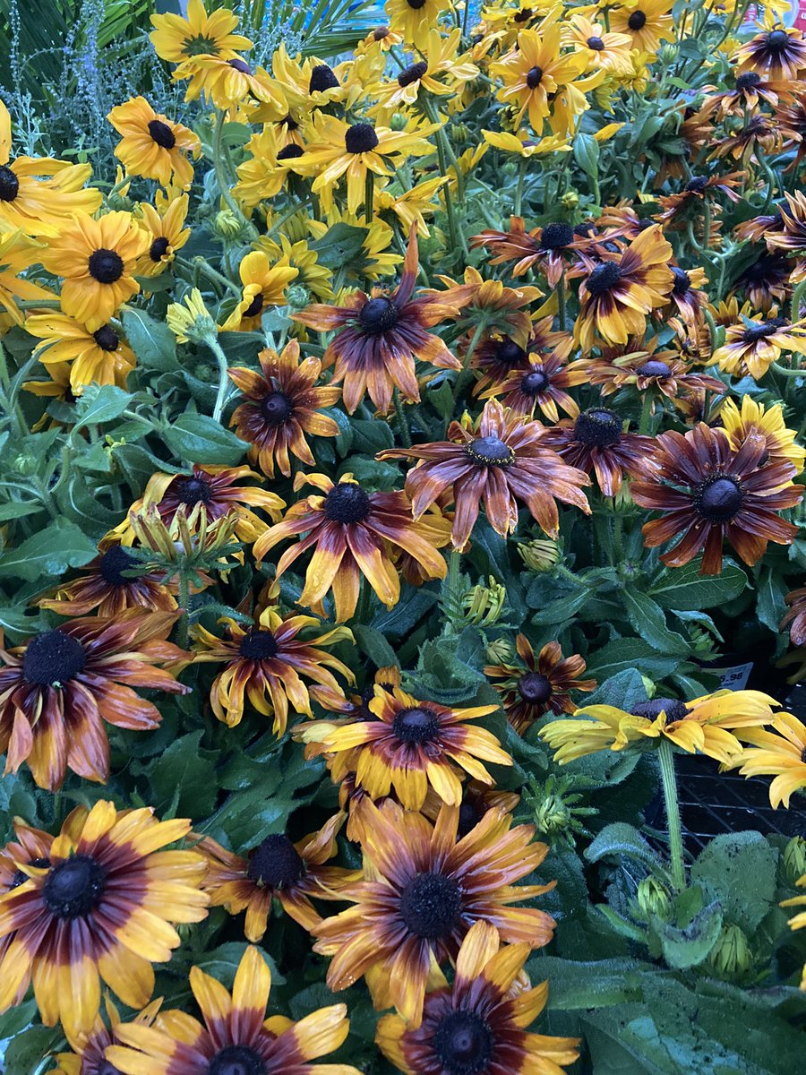 Amanda Fore tweet media