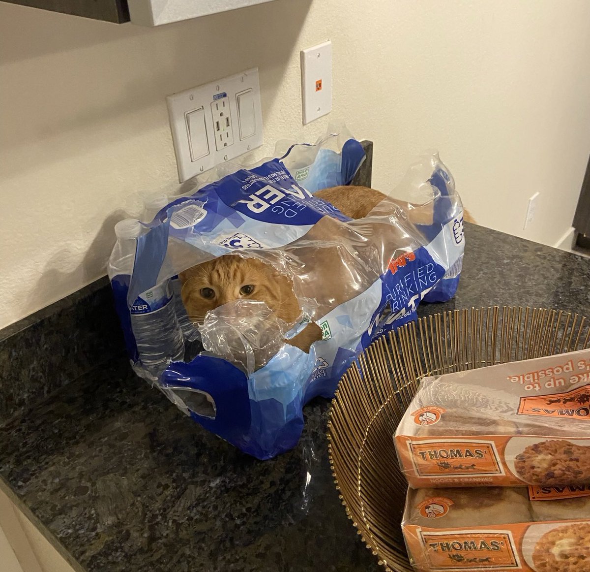 cats being weird little guys 👅 tweet media