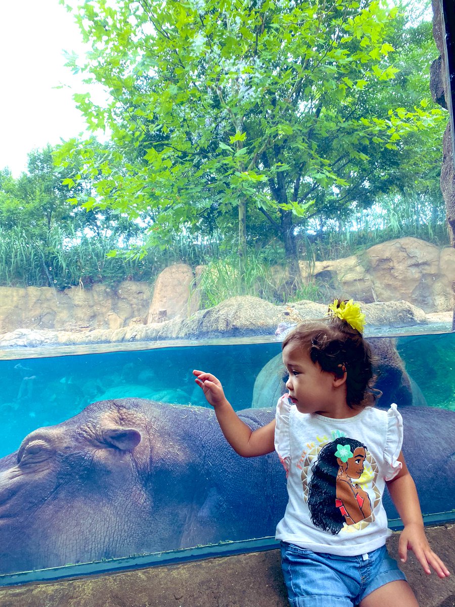 TheRealAnnaFegi's tweet photo. Hi Fiona!
@CincinnatiZoo 

#Fiona #CincinnatiZoo #FionatheHippo #Cincinnati #Zoo https://t.co/bEUl0634LF