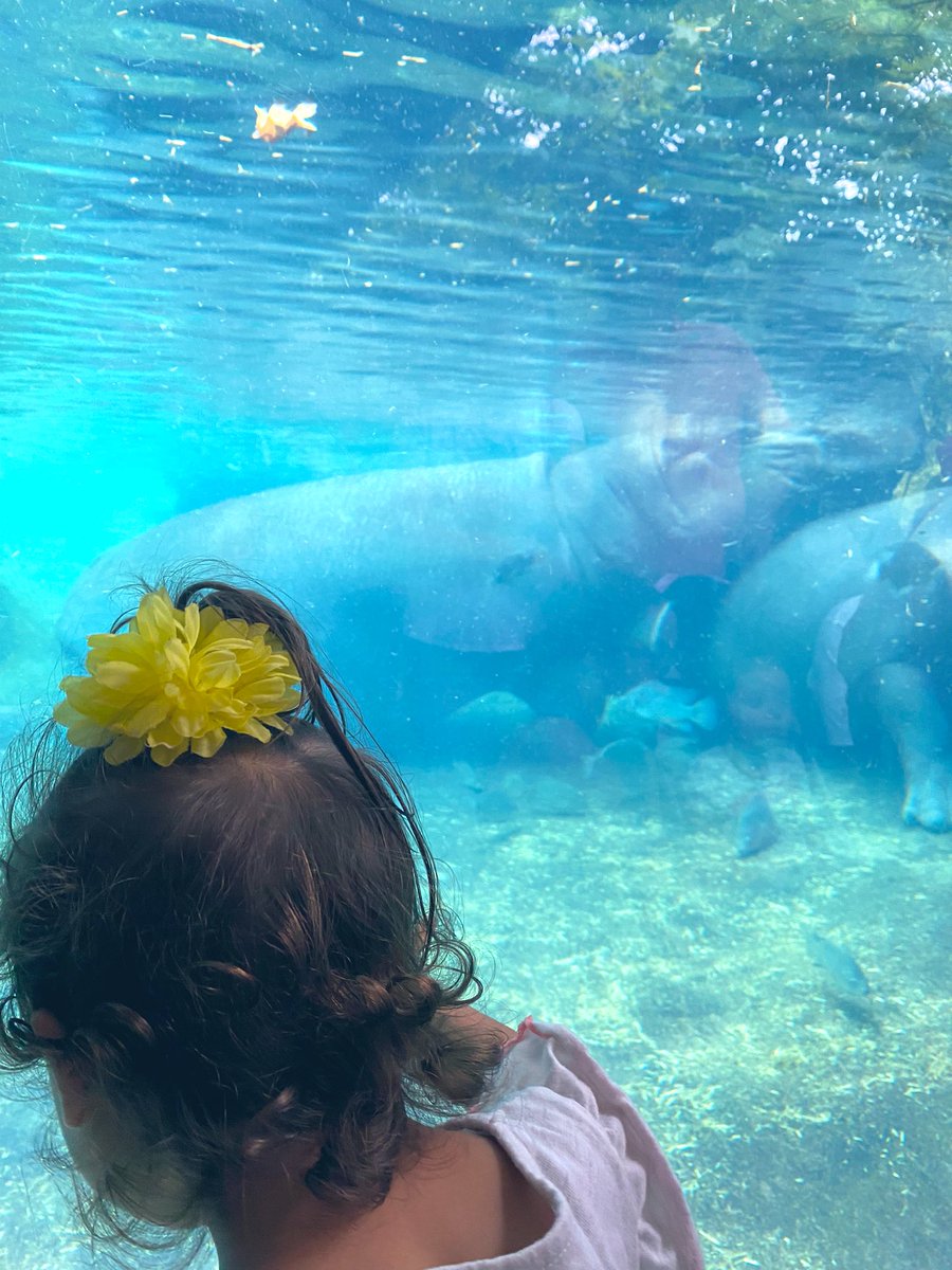 TheRealAnnaFegi's tweet photo. Hi Fiona!
@CincinnatiZoo 

#Fiona #CincinnatiZoo #FionatheHippo #Cincinnati #Zoo https://t.co/bEUl0634LF