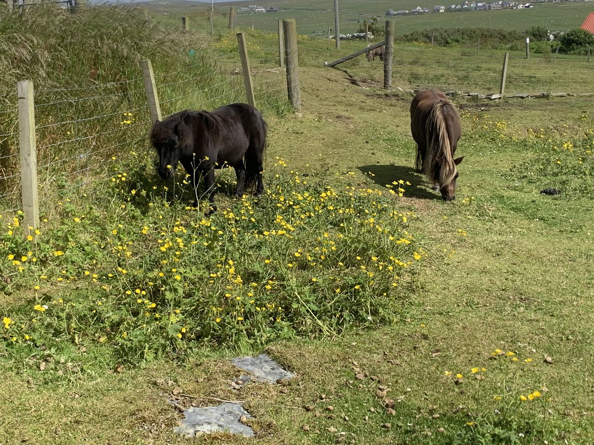 kayaker0711's tweet photo. My partner and I had an awesome first day in Shetland, guided tour of the south with @Island_Trails, including St Ninian’s Isle, MY FIRST PUFFINS and Jarlshoff prehistoric and Norse settlement 😀 https://t.co/jwdiAcB8k0