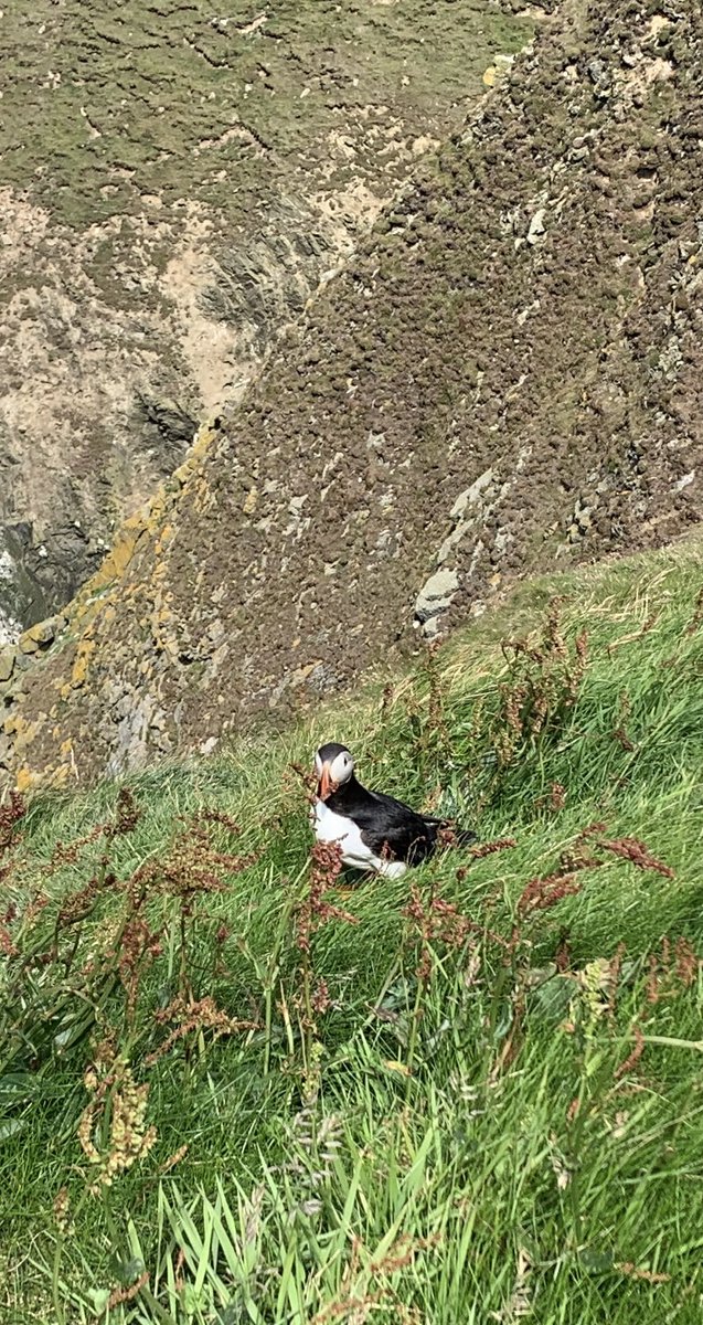 kayaker0711's tweet photo. My partner and I had an awesome first day in Shetland, guided tour of the south with @Island_Trails, including St Ninian’s Isle, MY FIRST PUFFINS and Jarlshoff prehistoric and Norse settlement 😀 https://t.co/jwdiAcB8k0
