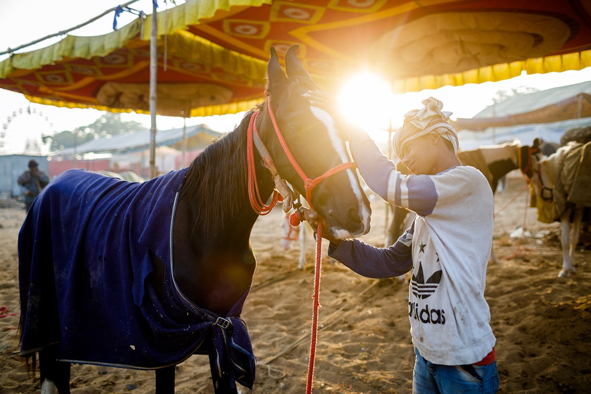 apratimsaha's tweet photo. A young horse shepherd is spending some intimate time with his horse during Pushkar Mela, Rajasthan.
Don't miss the opportunity to be a part of the COLOURS OF PUSHKAR PHOTO TOUR
For more details please click
https://t.co/fi1TmhrOKC
#exposuresop #apratimsahaphotography https://t.co/WBPQvJqFgY