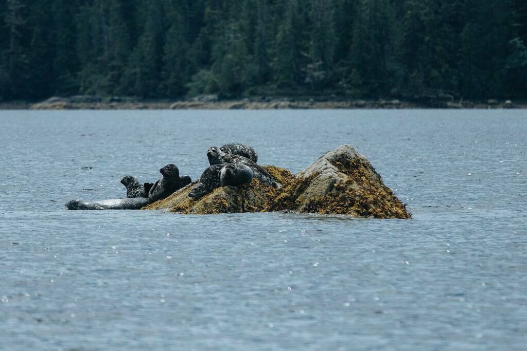 gen035's tweet photo. #🦭 #tofino #tofinowhalecentre #tofinowildlife #sealsofinstagram #6dmk2 #bc #vancouverisland https://t.co/jvR5s82aOL https://t.co/i3oerNyGw8