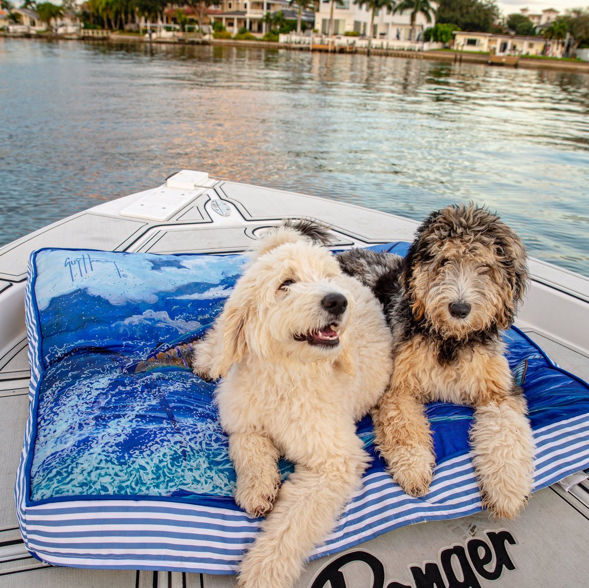 DrGuyHarvey's tweet image. This is how we do Saturday strolls 🐕
guyharvey.com/collections/do…
#GuyHarvey #GHOF #DogBed #ArtOfAdventure