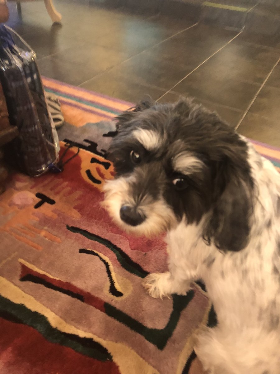 apple bucky tweet media