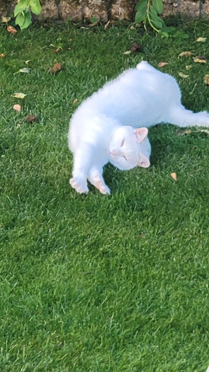 probablyakitty's tweet photo. Smudge roll https://t.co/bqLKtPmzgs