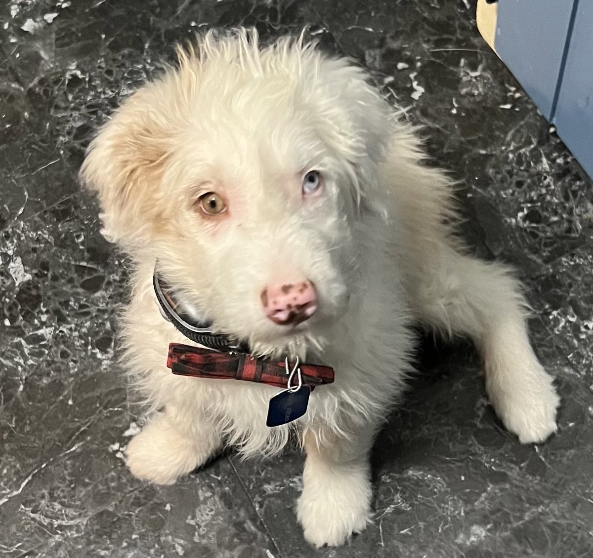 TheHerdHouse's tweet photo. I think I found the reason why AC can’t see straight on. His eyes go in different directions. The blue eye is looking at me. You can also see the irregular pupil (from iris atrophy) in the brown eye. Poor guy.
#OverBreeding https://t.co/nHqE5rZSgr