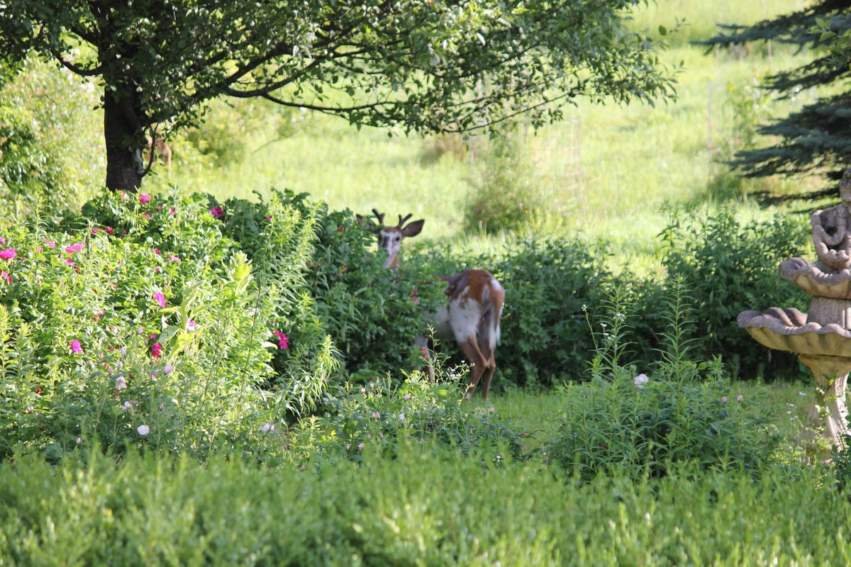 Dragonfly_Pub's tweet photo. I wish this was a better photo, but the young #buck was on the move so turned out a little blurry! We usually get #deer in our year every spring and summer. Even fall and winter, they come back. This is the first buck and a #piebald at that. Love this little feller. https://t.co/wh6E7OMmUh