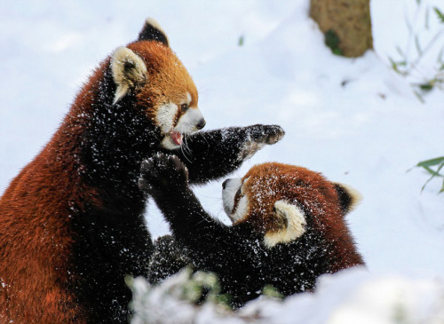 RedPandaEveryHr tweet picture