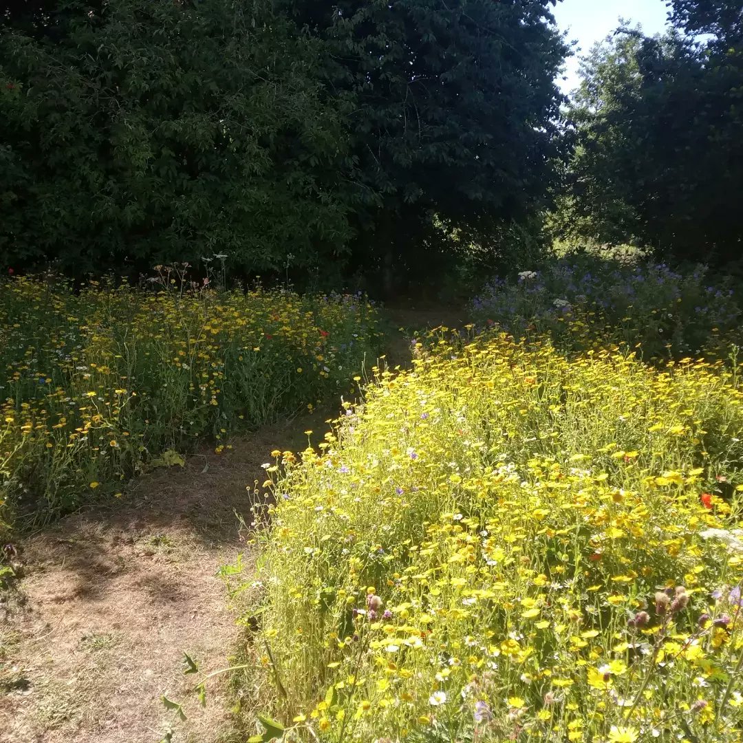 ptolmigan23's tweet photo. A quick trip to the Biodiversity Project site today for open day prep. Meadow was looking fantastic including corn marigold (Glebionis segetum), meadow cranesbill (Geranium pratense) and corn chamomile (Anthemis arvensis). #GreatMassingham #biodiversityproject #Norfolknature https://t.co/DfXIkdz6v0