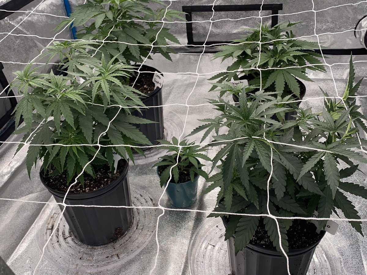 terpytrichomes's tweet photo. Quick snap of the girls with some fresh trellis! 

#Mmemberville #growyourown #CannabisCommunity #livingsoil https://t.co/Qcb2zjRRLT