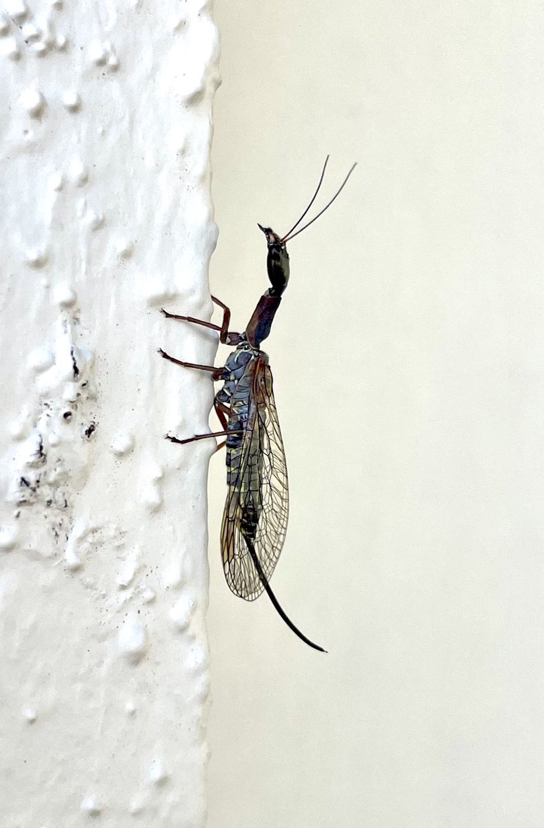 Naturenutlady's tweet photo. Found a gorgeous snakefly!  I think it’s a female. It’s an ovipositor, not a stinger. Grand Forks, BC #snakefly #becurious @phil_torres @DomsWildThings #naturenutlady https://t.co/cxRijbNtCf