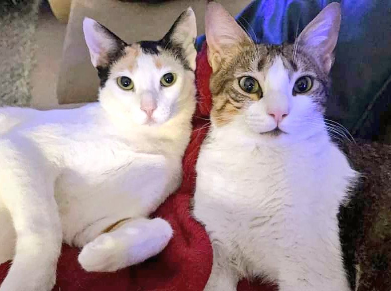 Everycatmatters's tweet photo. LILY &amp; FARADAY 💗💙 still waiting for their forever home together. Gorgeous personality lap cats currently in foster, SW London. DM or email everycatmatters@gmail.com to adopt! #AdoptDontShop #adoptme #rescuecats #secondchance #savealife #everycatmatters #everycatmattersuk https://t.co/9YqKmnIpdW
