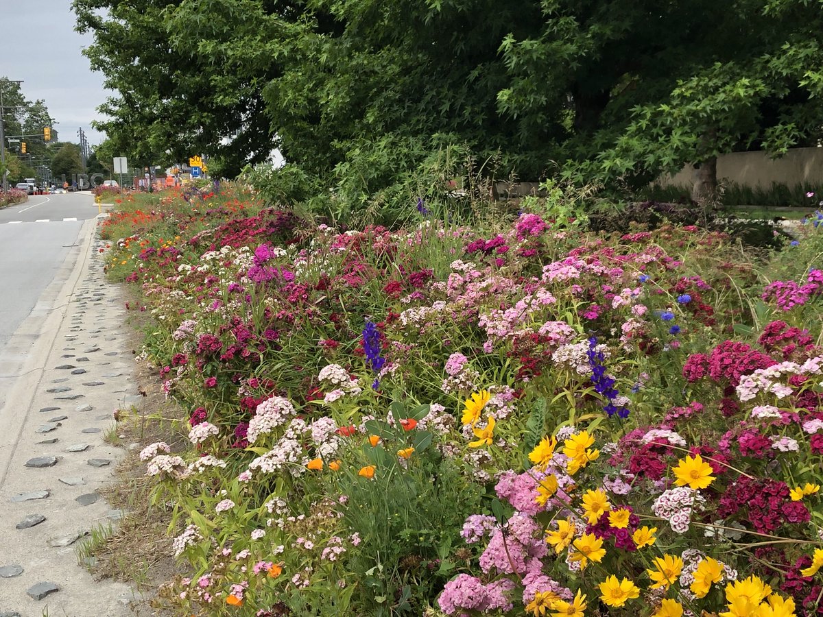 wow. ⁦<a href="/UBC/">University of British Columbia</a>⁩ has the no-mow “meadows project” figured out.  University Ave near Wesbrook Mall.