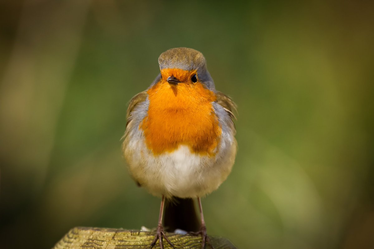 A lovely little robin #robin #wildlifephotography #nature