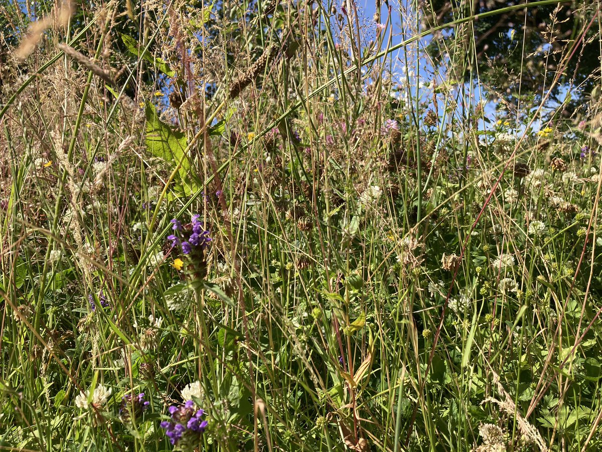 Sheffield Open Wildlife Gardens tweet media