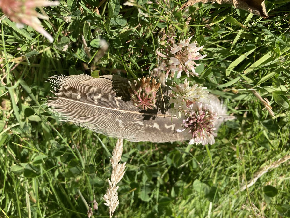 Sheffield Open Wildlife Gardens tweet media
