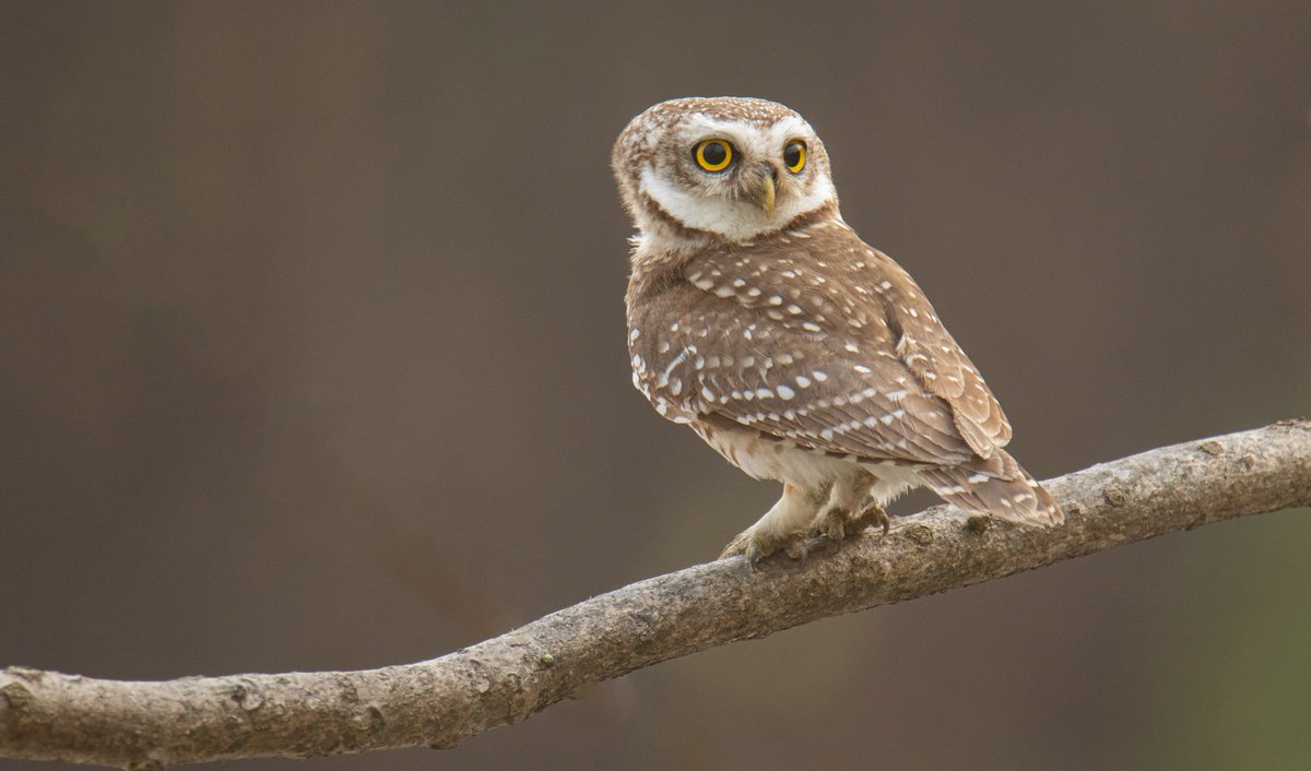 Bhutan Bird Finder (Birding in Bhutan) tweet media