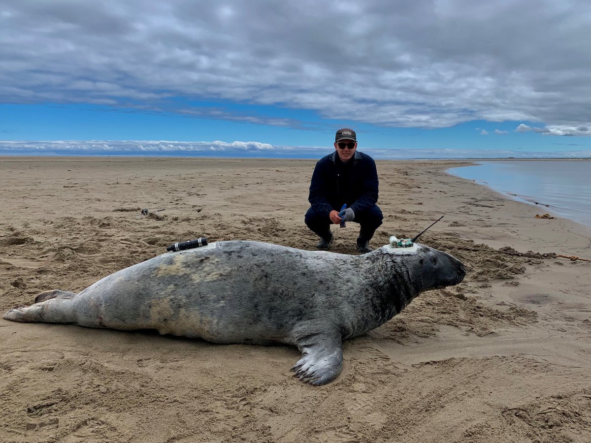Another productive field campaign studying white shark habitat use in the Gulf of St Lawrence and interactions with grey seals : acoustic arrays deployed, 14 grey seal tagged including 6 with VMTs! More to come! @DFO_Science <a href="/OceanTracking/">Ocean Tracking Network</a>