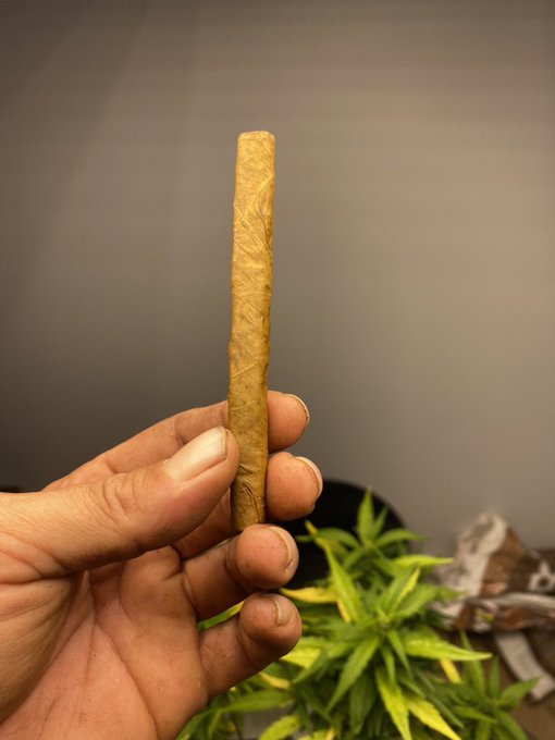 If he rolls his blunts like this every time.   He will probably do that thing you like https://t.co/