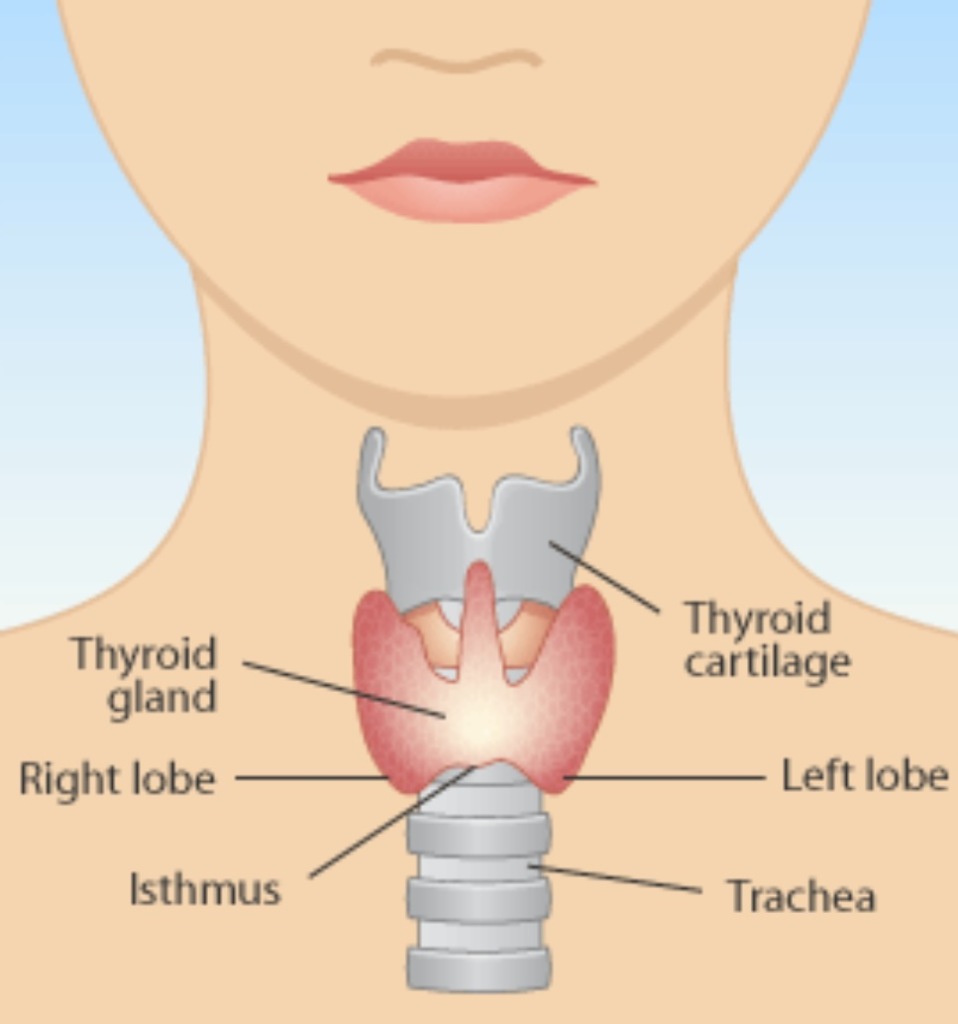 hormonedietdoc tweet picture