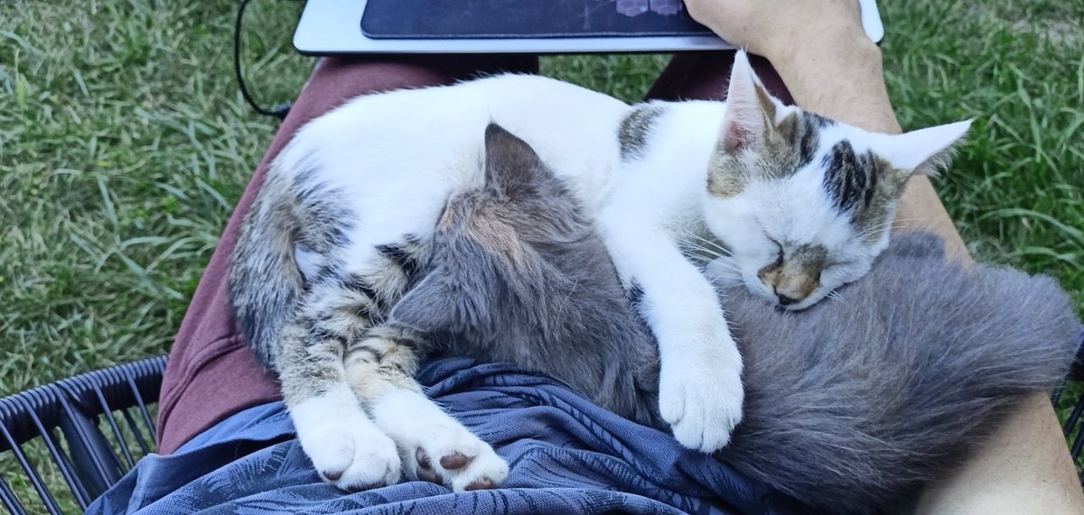 brestalingrad's tweet photo. Mes ptits bb 😊👉👈 https://t.co/oWc3VaTa9e