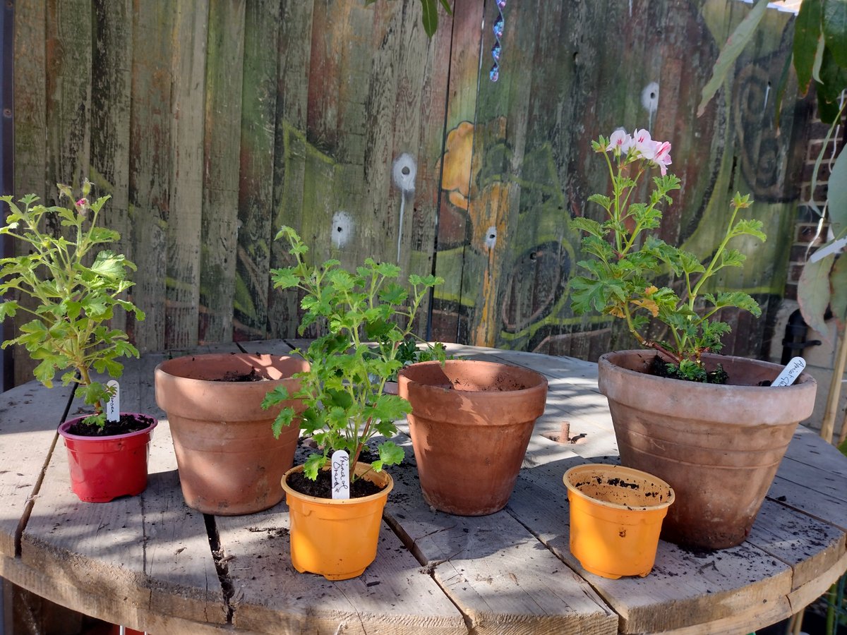 Pathway Gardens tweet media